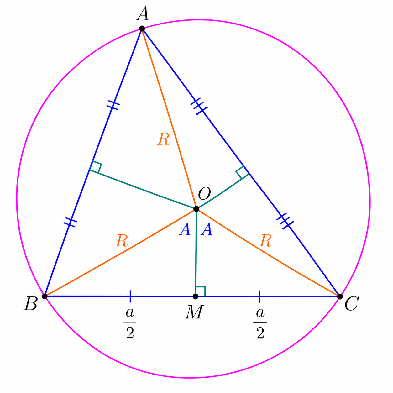 Midpoint M and radii of circumcircle